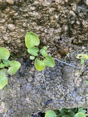 Parnassia grandifolia