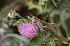 Chorthippus dorsatus