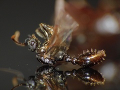 Myrmica sabuleti