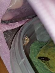 Noctuoidea
