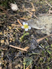 Ranunculus confervoides