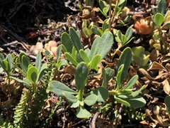 Penstemon newberryi