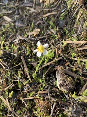 Ranunculus confervoides