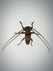 Acalolepta