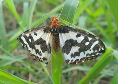 Pterothysanus laticilia