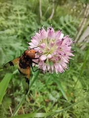 Volucella
