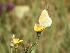Colias lesbia