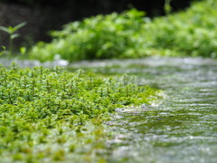 Limnophila trichophylla