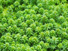 Limnophila trichophylla