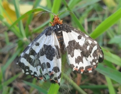 Pterothysanus laticilia