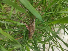 Calliptamus italicus