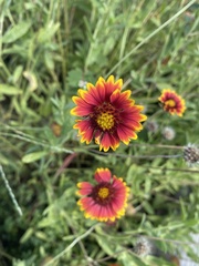 Gaillardia