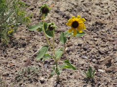 Helianthus petiolaris