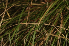 Carex digitata