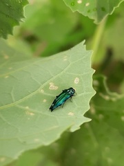 Agrilus acutus
