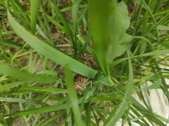 Calliptamus italicus
