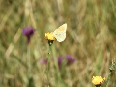 Colias lesbia