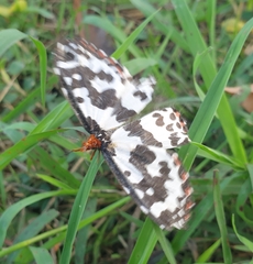 Pterothysanus laticilia