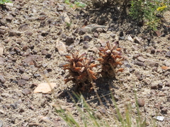 Aphyllon corymbosum mutabile