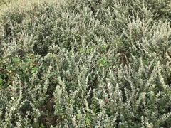 Rubus caesius