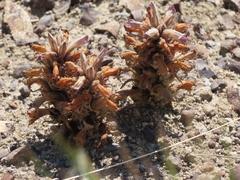 Aphyllon corymbosum mutabile