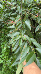 Eriophyes cerasicrumena