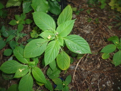Impatiens parviflora