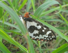 Pterothysanus laticilia