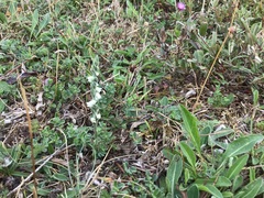 Spiranthes spiralis