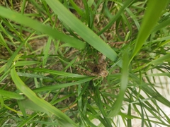 Calliptamus italicus
