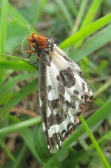 Pterothysanus laticilia