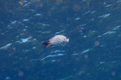 Abudefduf whitleyi