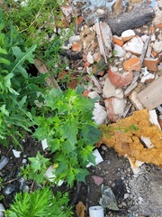 Chenopodiastrum hybridum