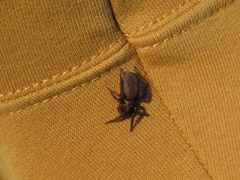 Gnaphosidae