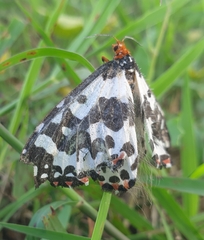 Pterothysanus laticilia