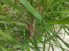 Calliptamus italicus