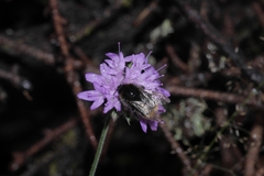 Bombus