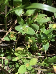 Richardia brasiliensis