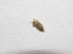 Porcellio spinicornis
