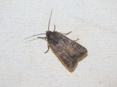 Euxoa comosa