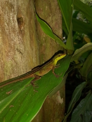 Anolis ventrimaculatus