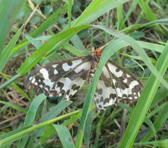 Pterothysanus laticilia