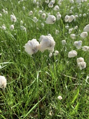 Eriophorum