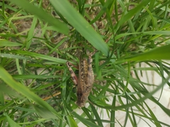 Calliptamus italicus