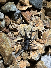 Aphonopelma xwalxwal