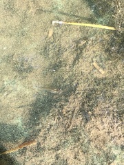 Gambusia affinis