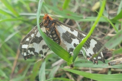 Pterothysanus laticilia