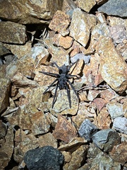 Aphonopelma xwalxwal