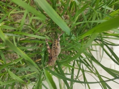 Calliptamus italicus