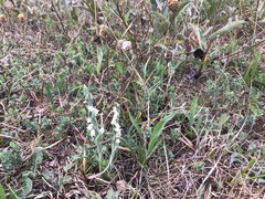 Spiranthes spiralis